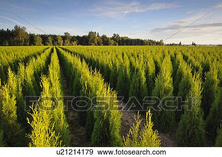 Stock Photo - USA, Oregon, Marion County, Plant nursery. Fotosearch