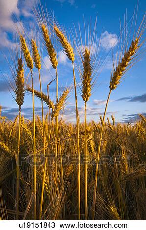 Stock Image - USA, Oregon, Marion County, Wheat field. Fotosearch