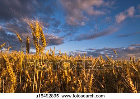 USA, Oregon, Marion County, Wheat field View Large Photo Image Stock Photography - USA, Oregon, Marion County, Wheat field. Fotosearch