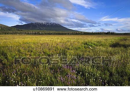 Stock Image - USA, Oregon, Mt. Bachelor and meadow. Fotosearch