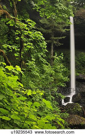 Stock Image - USA, Oregon, Silver Falls State Park, North Falls. Fotosearch