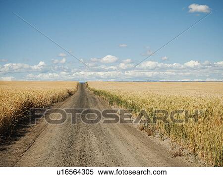 Stock Photography - USA, Oregon, Wasco, Dirt road between wheat fields. Fotosearch
