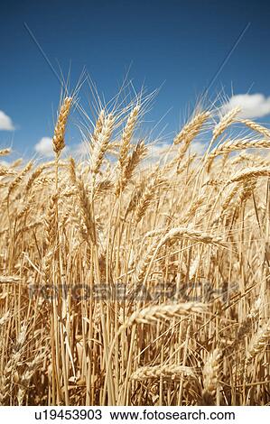 Stock Image - USA, Oregon, Wasco, Wheat ears in bright sunshine under blue sky. Fotosearch