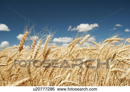 USA, Oregon, Wasco, Wheat ears in bright sunshine under blue sky View Large Photo Image Stock Photograph - USA, Oregon, Wasco, Wheat ears in bright sunshine under blue sky. Fotosearch