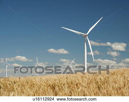 Picture - USA, Oregon, Wasco, Wheat field and wind farm in bright sunshine under blue sky. Fotosearch