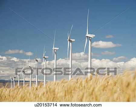 USA, Oregon, Wasco, Wheat field and wind farm in bright sunshine under blue sky View Large Photo Image Picture - USA, Oregon, Wasco, Wheat field and wind farm in bright sunshine under blue sky. Fotosearch