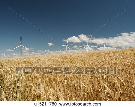 Stock Image - USA, Oregon, Wasco, Wheat field and wind farm in bright sunshine under blue sky. Fotosearch