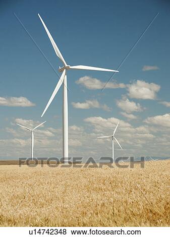 Stock Photo - USA, Oregon, Wasco, Wheat field and wind farm in bright sunshine under blue sky. Fotosearch
