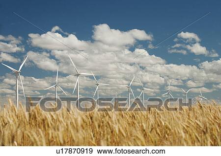 Stock Photo - USA, Oregon, Wasco, Wheat field and wind farm in bright sunshine under blue sky. Fotosearch
