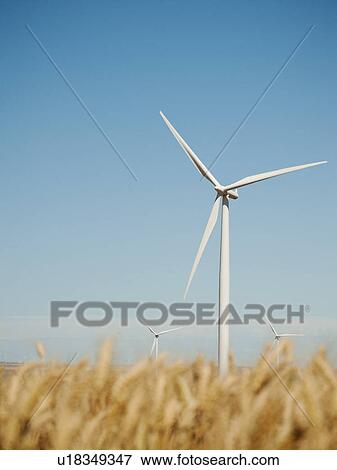 USA, Oregon, Wasco, Wheat field and wind farm in bright sunshine under blue sky View Large Photo Image Stock Photo - USA, Oregon, Wasco, Wheat field and wind farm in bright sunshine under blue sky. Fotosearch