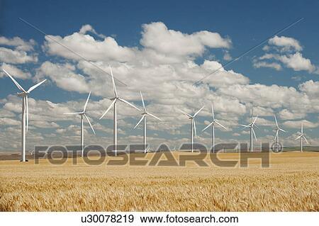 Stock Photo - USA, Oregon, Wasco, Wheat field and wind farm in bright sunshine under blue sky. Fotosearch