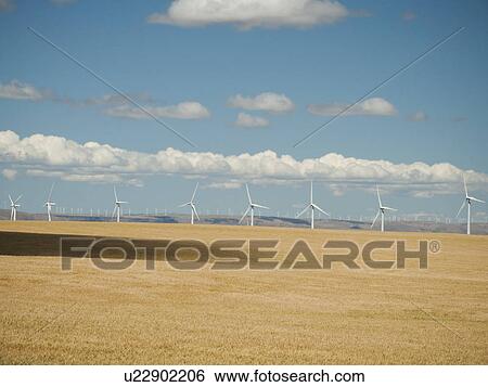 Stock Photograph - USA, Oregon, Wasco, Wheat field and wind farm in bright sunshine under blue sky. Fotosearch