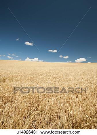 USA, Oregon, Wasco, Wheat field in bright sunshine under blue sky View Large Photo Image Stock Image - USA, Oregon, Wasco, Wheat field in bright sunshine under blue sky. Fotosearch