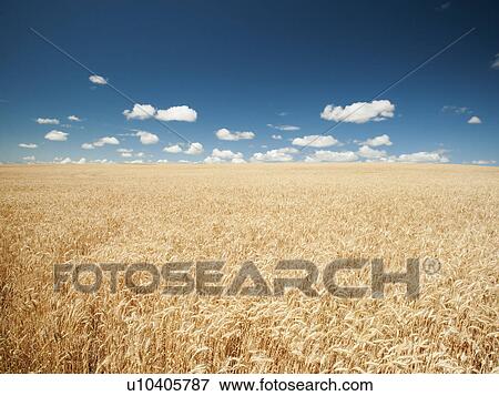 Stock Photo - USA, Oregon, Wasco, Wheat field in bright sunshine under blue sky. Fotosearch