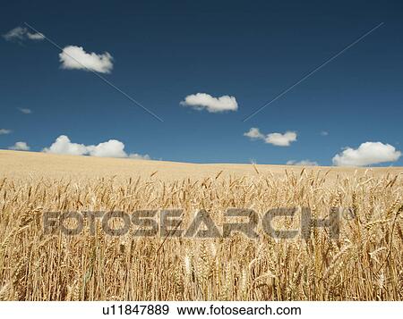 Stock Photo - USA, Oregon, Wasco, Wheat field in bright sunshine under blue sky. Fotosearch