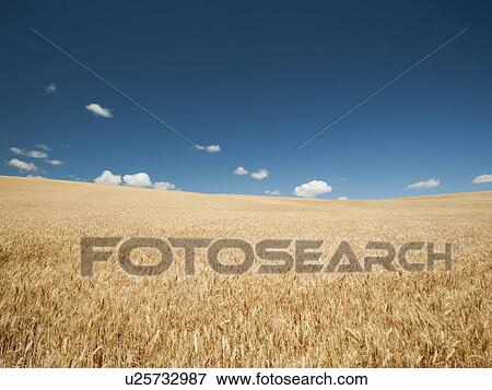 Stock Photo - USA, Oregon, Wasco, Wheat field in bright sunshine under blue sky. Fotosearch