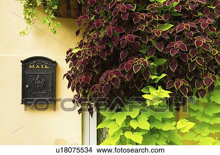 Picture - USA, South Carolina, Charleston, Close up of house wall with ivy and mailbox. Fotosearch