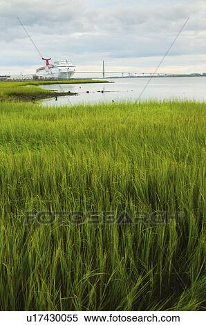 USA, South Carolina, Charleston, Green rushes on riverbank with ferry in background View Large Photo Image Stock Photography - USA, South Carolina, Charleston, Green rushes on riverbank with ferry in background. Fotosearch