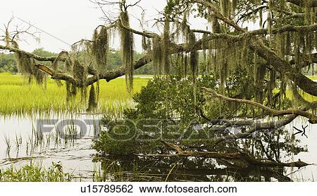 USA, South Carolina, Charleston, Oak trees with spanish moss over river View Large Photo Image Stock Image - USA, South Carolina, Charleston, Oak trees with spanish moss over river. Fotosearch