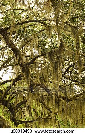 USA, South Carolina, Charleston, Oak trees with spanish moss View Large Photo Image Stock Image - USA, South Carolina, Charleston, Oak trees with spanish moss. Fotosearch