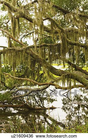 USA, South Carolina, Charleston, Oak trees with spanish moss View Large Photo Image Stock Photograph - USA, South Carolina, Charleston, Oak trees with spanish moss. Fotosearch