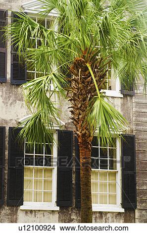 USA, South Carolina, Charleston, Palm tree in front of old house View Large Photo Image Picture - USA, South Carolina, Charleston, Palm tree in front of old house. Fotosearch