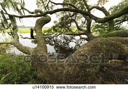 Stock Photography - USA, South Carolina, Charleston, Spanish moss on oak trees. Fotosearch