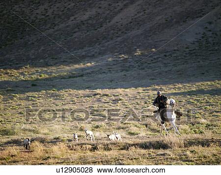 Stock Photo - USA, Utah, Cowboy herding livestock in pasture. Fotosearch