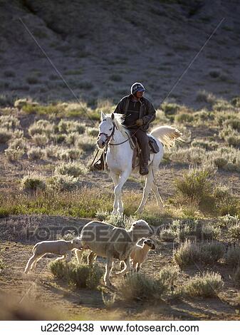 Stock Photo - USA, Utah, Cowboy herding livestock in pasture. Fotosearch