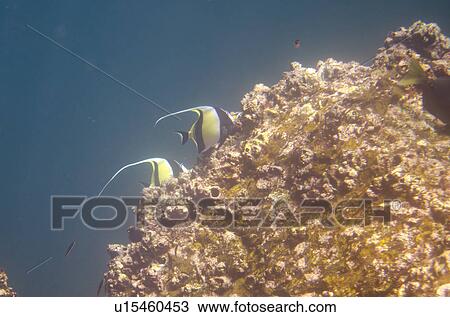 Angelfish swimming underwater, Darwin Bay, Genovesa Island, Galapagos Islands, Ecuador View Large Photo Image Stock Image - Angelfish swimming underwater, Darwin Bay, Genovesa Island, Galapagos Islands, Ecuador. Fotosearch