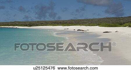 Stock Photograph - Beach with Galapagos sea lions (Zalophus californianus wollebacki) in the background, Gardner Bay, Espanola Island, Galapagos Islands, Ecuador. Fotosearch