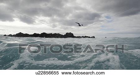 Bird flying over the Pacific Ocean, Playa Ochoa, San Cristobal Island, Galapagos Islands, Ecuador View Large Photo Image Stock Photography - Bird flying over the Pacific Ocean, Playa Ochoa, San Cristobal Island, Galapagos Islands, Ecuador. Fotosearch