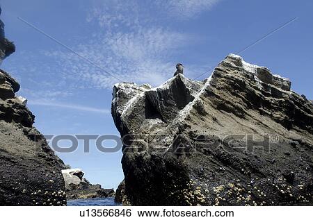Bird on a rock, Tagus Cove, Isabela Island, Galapagos Islands, Ecuador View Large Photo Image Stock Photograph - Bird on a rock, Tagus Cove, Isabela Island, Galapagos Islands, Ecuador. Fotosearch