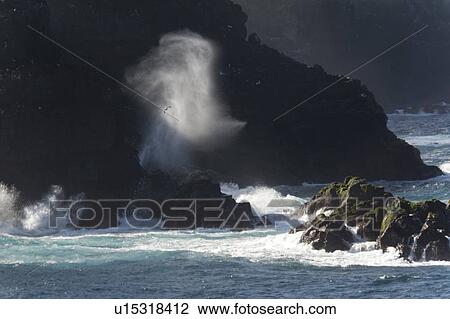 Blow hole on the coast, Punta Suarez, Espanola Island, Galapagos Islands, Ecuador View Large Photo Image Stock Image - Blow hole on the coast, Punta Suarez, Espanola Island, Galapagos Islands, Ecuador. Fotosearch