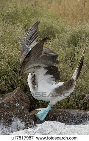 Blue-Footed booby (Sula nebouxii) about to take off, North Seymour Island, Galapagos Islands, Ecuador View Large Photo Image Stock Photo - Blue-Footed booby (Sula nebouxii) about to take off, North Seymour Island, Galapagos Islands, Ecuador. Fotosearch