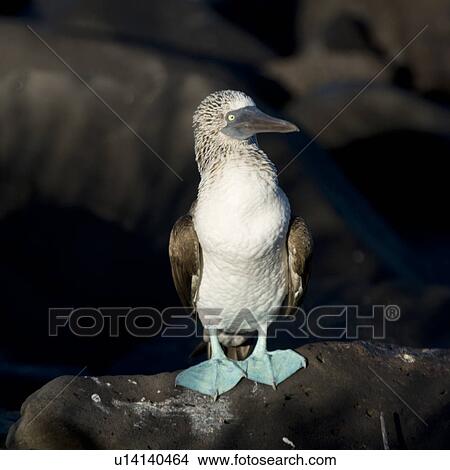 Blue-Footed booby (Sula nebouxii), Punta Suarez, Espanola Island, Galapagos Islands, Ecuador View Large Photo Image Picture - Blue-Footed booby (Sula nebouxii), Punta Suarez, Espanola Island, Galapagos Islands, Ecuador. Fotosearch