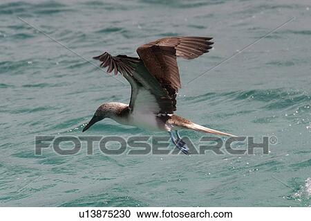 Blue-Footed booby (Sula nebouxii) flying over the ocean, San Cristobal Island, Galapagos Islands, Ecuador View Large Photo Image Stock Image - Blue-Footed booby (Sula nebouxii) flying over the ocean, San Cristobal Island, Galapagos Islands, Ecuador. Fotosearch