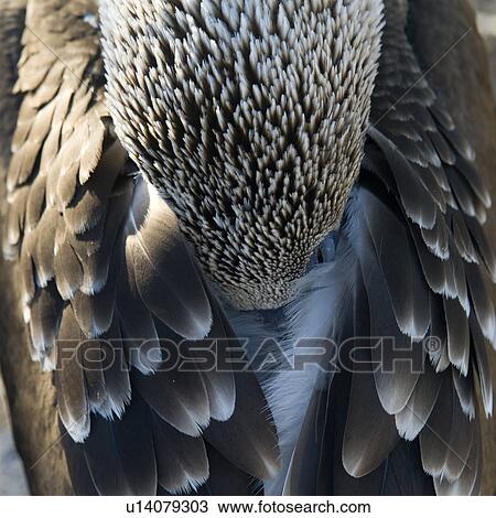 Stock Image - Blue-Footed booby (Sula nebouxii), Punta Suarez, Espanola Island, Galapagos Islands, Ecuador. Fotosearch