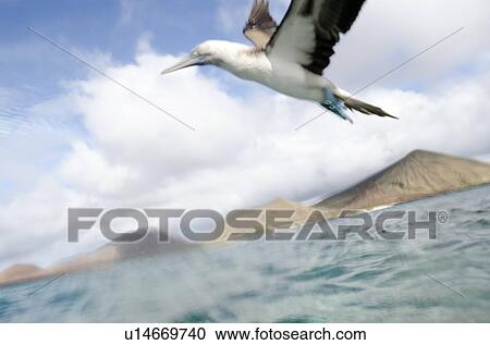 Stock Image - Blue-Footed booby (Sula nebouxii) flying over the Pacific Ocean, Bartolome Island, Galapagos Islands, Ecuador. Fotosearch