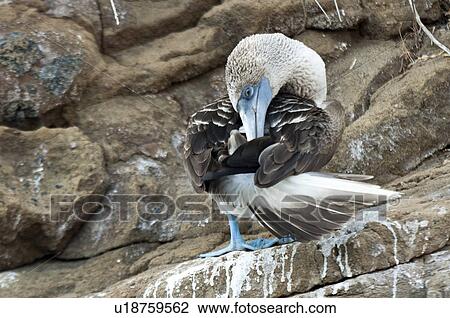 Stock Image - Blue-Footed booby (Sula nebouxii) cleaning itself, Tagus Cove, Isabela Island, Galapagos Islands, Ecuador. Fotosearch
