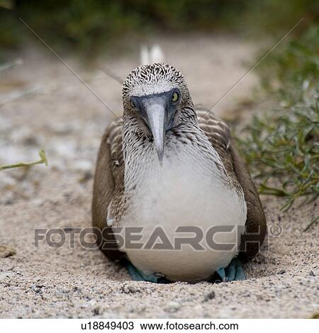 Blue-Footed booby (Sula nebouxii), North Seymour Island, Galapagos Islands, Ecuador View Large Photo Image Stock Image - Blue-Footed booby (Sula nebouxii), North Seymour Island, Galapagos Islands, Ecuador. Fotosearch