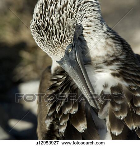 Blue-Footed booby (Sula nebouxii), Punta Suarez, Espanola Island, Galapagos Islands, Ecuador View Large Photo Image Stock Photo - Blue-Footed booby (Sula nebouxii), Punta Suarez, Espanola Island, Galapagos Islands, Ecuador. Fotosearch