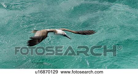 Blue-Footed booby (Sula nebouxii) flying over the ocean, San Cristobal Island, Galapagos Islands, Ecuador View Large Photo Image Stock Photo - Blue-Footed booby (Sula nebouxii) flying over the ocean, San Cristobal Island, Galapagos Islands, Ecuador. Fotosearch