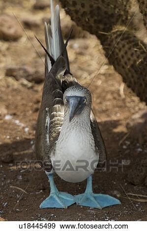 Stock Photo - Blue-Footed booby (Sula nebouxii), North Seymour Island, Galapagos Islands, Ecuador. Fotosearch