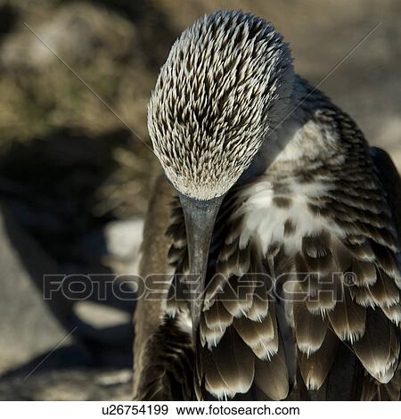 Stock Photo - Blue-Footed booby (Sula nebouxii), Punta Suarez, Espanola Island, Galapagos Islands, Ecuador. Fotosearch