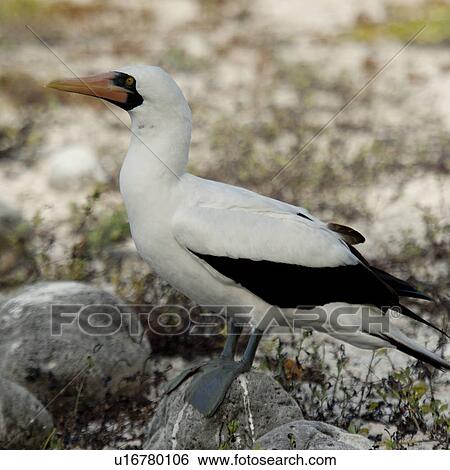 Blue-Footed booby (Sula nebouxii), Genovesa Island, Galapagos Islands, Ecuador View Large Photo Image Stock Photograph - Blue-Footed booby (Sula nebouxii), Genovesa Island, Galapagos Islands, Ecuador. Fotosearch
