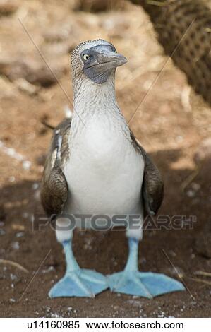 Blue-Footed booby (Sula nebouxii), North Seymour Island, Galapagos Islands, Ecuador View Large Photo Image Stock Photography - Blue-Footed booby (Sula nebouxii), North Seymour Island, Galapagos Islands, Ecuador. Fotosearch