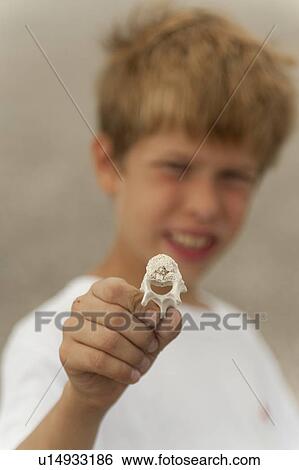 Stock Photograph - Boy holding a conch shell, Punta Espinoza, Fernandina Island, Galapagos Islands, Ecuador. Fotosearch
