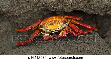 Picture - Brightly colored Sally Lightfoot crab (Grapsus grapsus), Punta Espinoza, Galapagos Islands, Ecuador. Fotosearch