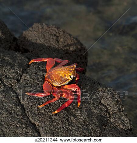 Picture - Brightly colored Sally Lightfoot crab (Grapsus grapsus) on rocky beach, Punta Espinoza, Galapagos Islands, Ecuador. Fotosearch